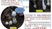 蘑菇吃瓜官网黑料爆料访问安全,深度解析网络爆料背后的真相
